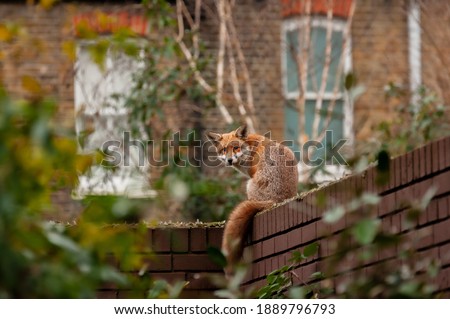 Urban red fox (Vulpes vulpes) wandering on top of brick wall spiked with broken glass on very early morning in residential gardens.