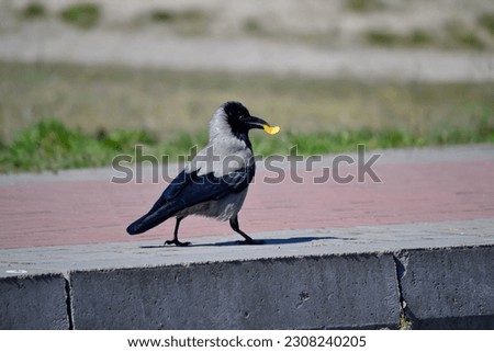 Urban Scavenger: A Clever Crow Carries Chips in its Beak, Navigating the Concrete Jungle, a Testament to Adaptability and Resourcefulness