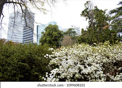 Urban Skyline. Look Over Some White Azalea Flowers And Bushes, Buildings Are Behind. Created In Downtown Columbia, SC, 03/19/2018