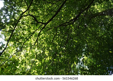 Urban Tree Canopy In A Rain Forest Of Maxwell Hill,Taiping,Perak.