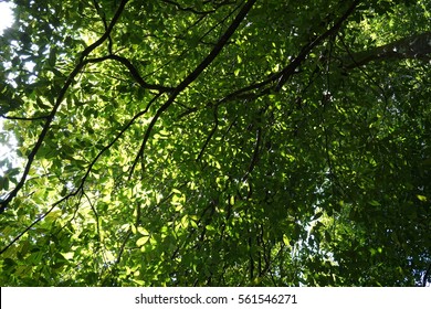 Urban Tree Canopy In A Rain Forest Of Maxwell Hill,Taiping,Perak.