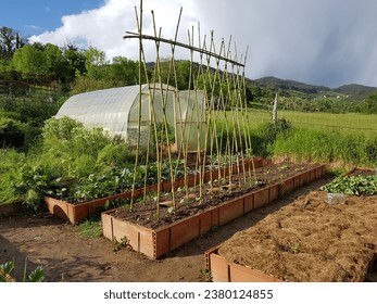 urban vegetable garden in beds with a greenhouse in the background. spring crops climbing green beans - Powered by Shutterstock