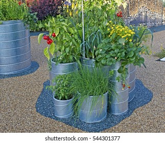 Urban Vegetable Garden In Containers   Growing Fruiting Vegetables