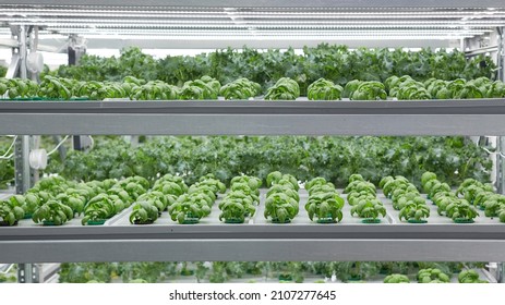 Urban Vertical Farming Indoor. Salad