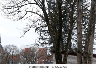 Urban view featuring leafless trees in the foreground with a church tower and modern buildings visible in the background under cloudy sky.