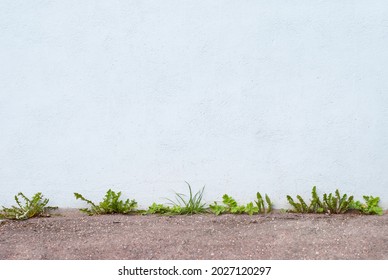 Urban Weeds Background For Text. Weeds, Asphalt And Concrete Wall. Weed Wallpaper. Against All Odds. Diligence.