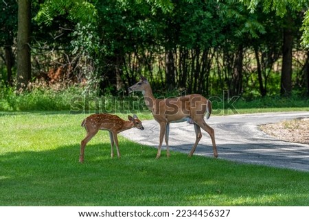 An urban white-tailed doe deer and her fawn in summer