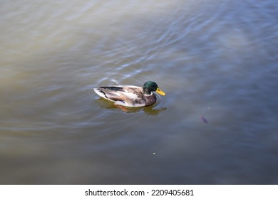 Urban Wildlife, A Duck In Bad Ems Old Town