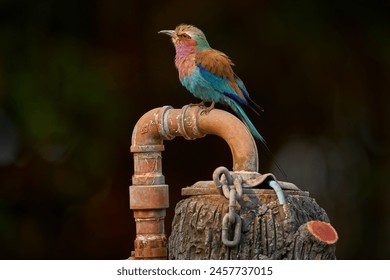 Urban wildlife. Lilac-breasted roller, Coracias caudatus, bird on the streetlamp, streetlight. Pink and blue animal. Evening sunset with bird on the tree. Beautiful African bird, pipe tube. - Powered by Shutterstock