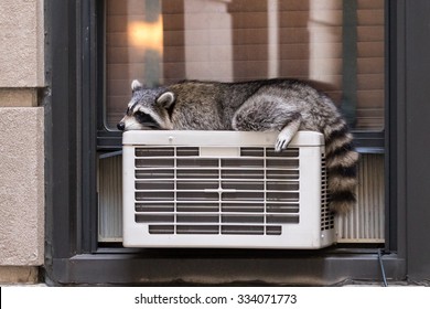 Urban Wildlife: Raccoon Sleeping On Air Conditioner