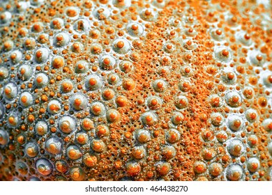 12,066 Sea urchin shells Images, Stock Photos & Vectors | Shutterstock