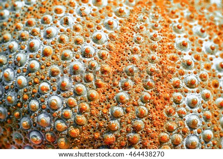 urchin background