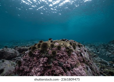 Urchin barren with surface in background, underwater landscape