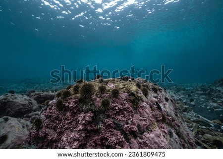 Urchin barren with surface in background, underwater landscape
