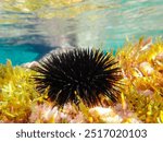 urchin, sea, sea urchin, animal, black, underwater, marine, black sea urchin, mediterranean sea, food, ocean, nature, isolated, life, wildlife, echinus, summer, echinodermata, seafood, water, natural.