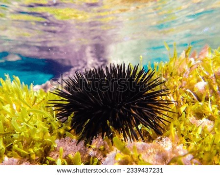 urchin, sea, sea urchin, animal, black, underwater, marine, black sea urchin, mediterranean sea, food, ocean, nature, isolated, life, wildlife, echinus, summer, echinodermata, seafood, water, natural.