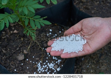 urea  fertilizer in farmer hands.