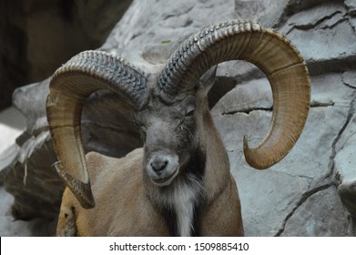 A Urial On A Rock