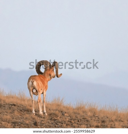 An urial sheep standing in a plain and open field looking to a misty skyscape