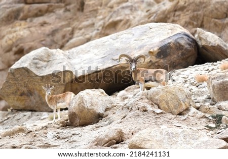 Urial standing and looking at camera