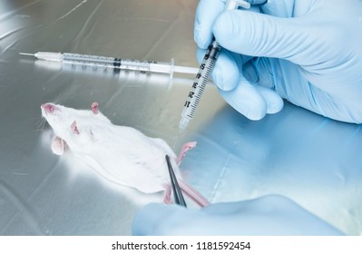 Urinary Tract Infection Mouse Test Novel Stock Photo 1181592454 ...