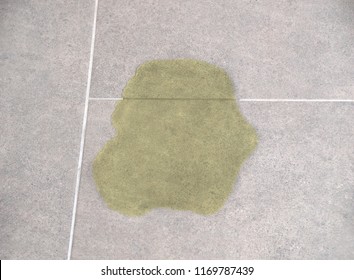 Urine Of A Cat Or A Dog On The Floor Of A House