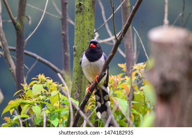 Urocissa Erythrorhyncha - Chinese Wild Big Bird