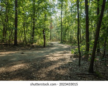 Uroczysko Michałówka In The Kampinos Forest