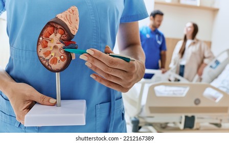 Urology and treatment of kidney disease. Anatomical model of human kidney in hands of doctor urologist standing in medical ward of urology department at hospital - Shutterstock ID 2212167389
