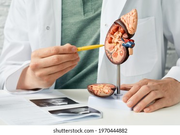 Urology and treatment of kidney disease. Doctor analyzing of patient kidney health using kidney ultrasound and anatomical model - Shutterstock ID 1970444882