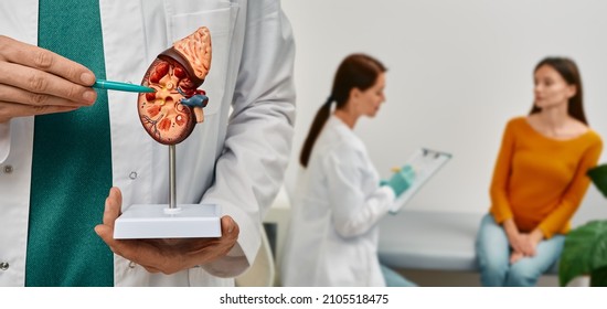 Urology and treatment of kidney disease. Doctor analyzing of patient kidneys health using kidney anatomical model during doctor consultation - Shutterstock ID 2105518475