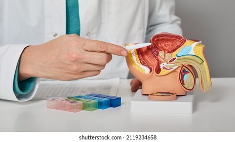 Urology, treatment of men's diseases and prostatitis. Consultation of a male urologist for a patient with prostatitis. Anatomical model of male reproductive system, close-up