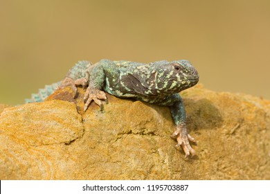 Uromastyx Ornata, Commonly Called The Ornate Mastigure, Is A Species Of Lizard In The Family Agamidae. The Species Is Endemic To The Middle East. 