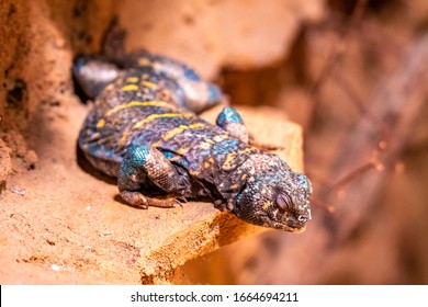 Uromastyx Ornata, Commonly Called The Ornate Mastigure, Is A Species Of Lizard In The Family Agamidae. The Species Is Endemic To The Middle East.