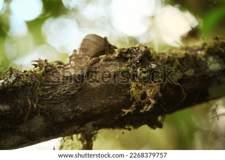 Uroplatus phantasticus, Satanic Leaf-tailed Gecko indigenous to the Madagascar, cryptic, like-leaf body blend in with its environment. Ranomafana Rainforest, Madagascar.