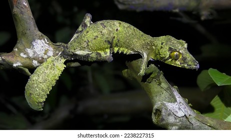 Uroplatus sikorae, comúnmente conocido como el gecko de cola hoja de la mezquita