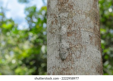 Uroplatus sikorae - Mossy leaf-tailed gecko - perfect macro details - Powered by Shutterstock