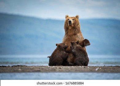 Ours Brun Images Stock Photos Vectors Shutterstock