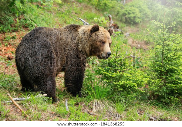 Ursus Arctos Big Brown Bear Slovakia Stock Photo (Edit Now) 1841368255