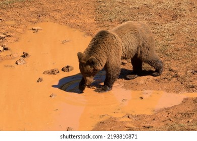 Ursus Arctos Arctos Splashing In Muddy Puddle