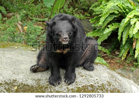 Ursus thibetanus formosanus