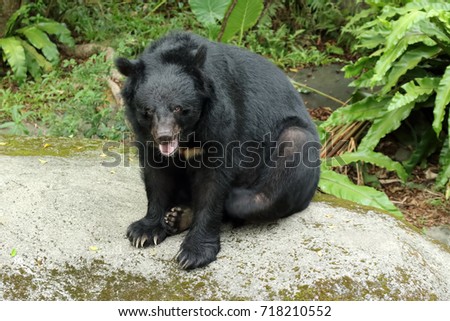 Ursus thibetanus formosanus