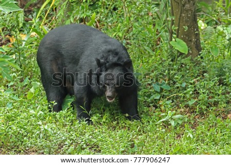 Ursus thibetanus formosanus