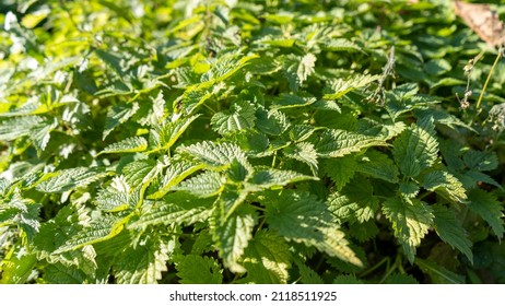 Urtica Dioica L - The Common Nettle In Full Bloom