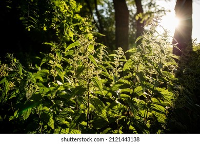 Urtica dioica, often called common nettle, or stinging nettle, or nettle leaf in sunset. Collection of nettle seeds in tsummer for preparation of funds used to normalize potency,Soft focus