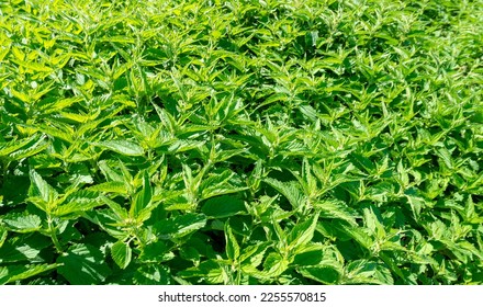 Urtica dioica,  The plant has a long history of use as a source for traditional medicine, food, tea, and textile raw material in ancient societies. - Shutterstock ID 2255570815