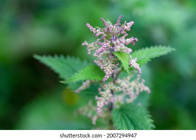 Urtica Dioica (stinging Nettle) Flower