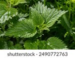 Urtica dioica or stinging nettle, in the garden. Stinging nettle, a medicinal plant that is used as a bleeding, diuretic, antipyretic, wound healing, antirheumatic agent.