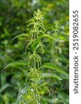 Urtica dioica or stinging nettle, in the garden. Stinging nettle, a medicinal plant that is used as a bleeding, diuretic, antipyretic, wound healing, antirheumatic agent.