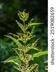 Urtica dioica or stinging nettle, in the garden. Stinging nettle, a medicinal plant that is used as a bleeding, diuretic, antipyretic, wound healing, antirheumatic agent.